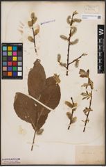 Foto von Salix caprea L.